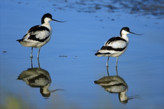 Avocet, Black capped avocet (Recurvirostra avosetta), Netherlands