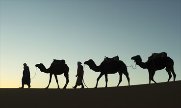 Morocco, camel driver, Berber, Erg Chebbi desert, dunes, Africa