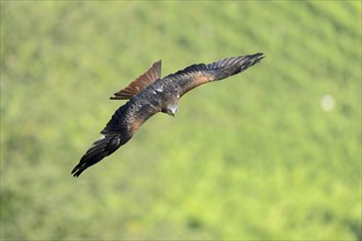 Red Kite (Milvus milvus)