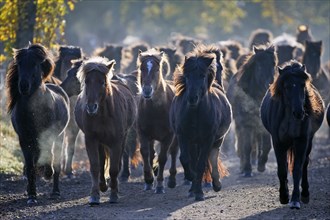 Icelandic ponies, Icelandic, Icelandic horse