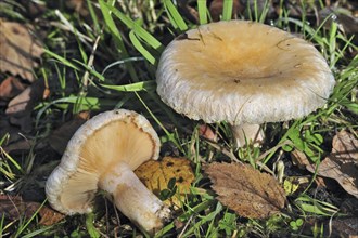 Woolly milkcap, bearded milk cap fungus (Lactarius torminosus) growing on forest floor in autumn