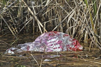 Environmental waste in water, plastic in nature, Peene Valley River Landscape nature park Park,