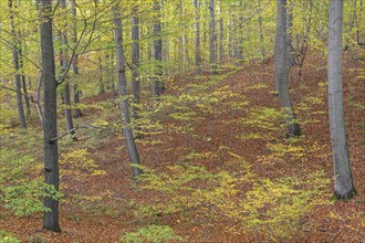 Undergrowth and new shoots in deciduous forest with European beech (Fagus sylvatica), common beech