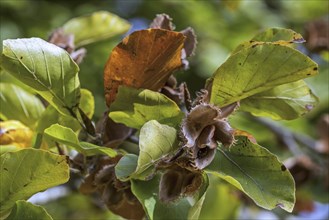 European beech (Fagus sylvatica), common beech close up of leaves and nuts in open cupules in early