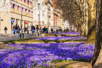 Spring on the main street in Dresden