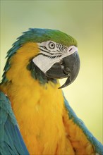 Blue and yellow macaw (Ara ararauna) or ararauna, portrait, captive, occurring in South America