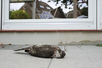 Eurasian sparrowhawk (Accipiter nisus), dead male lying in front of a window, North