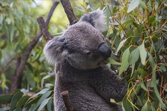 Koala (Phascolarctos cinereus), Lone Pine sanctuary, Brisbane, Queensland, Australia, Oceania