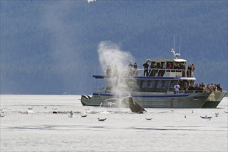 Humpback whale dives into the depths directly in front of a tourist boat, Whale Watching, Inside