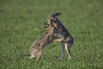 European Brown Hares (Lepus europaeus) boxing, fighting in field during the breeding season,