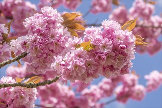 Japanese cherry (Prunus serrulata), Palatinate, Rhineland-Palatinate, Germany, Europe