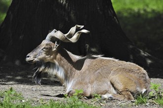 Markhor (Capra falconeri) wild goat portrait, native to Asia