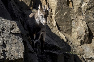 Alpine ibex (Capra ibex) kid, young with little horns on rock ledge in cliff face on mountain slope