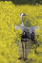 Common crane, Eurasian crane (Grus grus) standing in flowering rapeseed field in spring