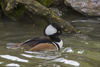 Hooded merganser (Lophodytes cucullatus) adult male in breeding plumage swimming in lake in spring,