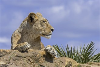 Close-up portrait of African lioness (Panthera leo) resting on rock