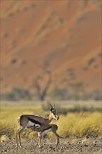 Springbok (Antidorcas marsupialis) suckling calf in the Sossusvlei, Sossus Vlei, Namib desert,