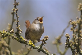 Eurasian wren (Troglodytes troglodytes) male calling from bush