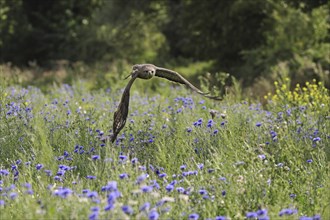 Common buzzard (Buteo buteo) flying over meadow with wildflowers