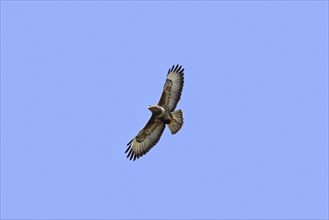 Common buzzard (Buteo buteo) in flight soaring against blue sky