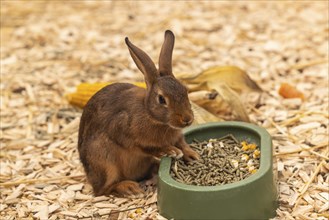 Chestnut-brown Lorraine rabbits, pet, Stuttgart, Baden-Württemberg, Germany, Europe