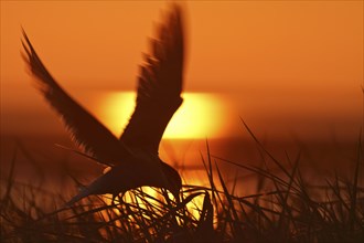 Common Tern (Sterna hirundo), flight study at sunset, in flight with fish in its beak, Lower Saxon