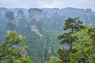 Famous tourist attraction of China, Zhangjiajie stone pillars cliff mountains in fog clouds at