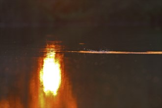 The sun's play of light in the water at sunset on the Trebel River, Peene Valley River Landscape