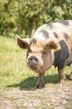 Domestic pig in the green, Amsterdam, Netherlands