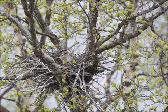 Merlin (Falco columbarius) smallest falcon in the world, female broods in a nest in a birch tree,