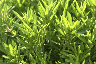 Summer savory (Satureja hortensis), also garden savory, true savory, pepperwort, family of the