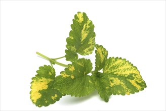 Yellow lemon balm (Melissa officinalis) or melissa, family of the labiates, the foliage leaves,