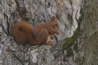 Eurasian red squirrel (Sciurus vulgaris), sitting on a tree and gnawing on a nut, blue sky,