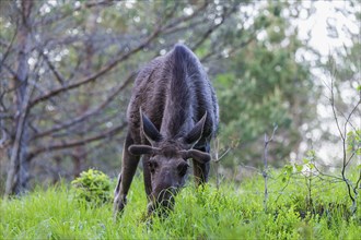 Eurasian elk (Alces alces), Dovrefjell–Sunndalsfjella National Park, Norway, Europe