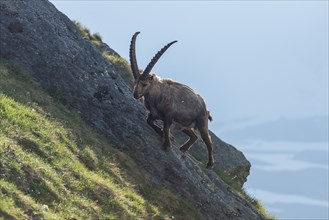 Alpine Ibex (Capra ibex), buck, High Tauern National Park, Austria, Europe