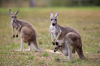 Eastern giant grey kangaroos, female with young in pouch, Wilson Promontory National Park, eastern