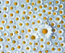 Marguerite and , Common daisy, Thousand