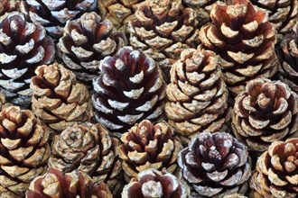 Scots pine ( Pinus sylvestris) pine, cone, Cairngorms National Park, Scotland, United Kingdom,