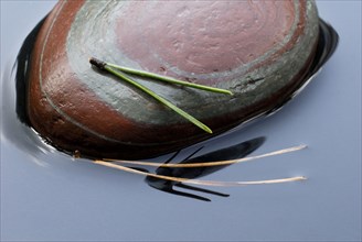 Pine needles and stone in water, Pine