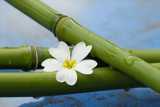 Bamboo cane and flower, bamboo