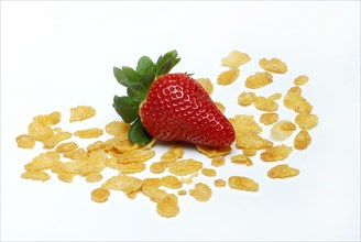 Strawberry and cornflakes (Fragaria x ananassa)