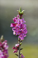 Red daphne (Daphne mezereum)