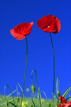 Poppy flowers (Papaver rhoeas), Lower Saxony, Germany, Europe