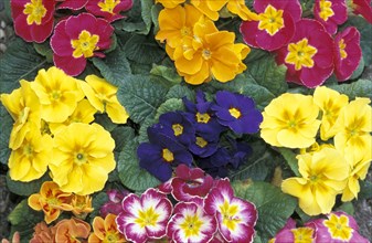 Primrose (Primula)