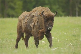 Young european bison (Bison bonasus), captive