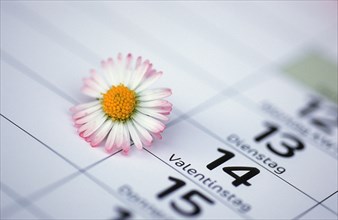 Calendar, Valentine's Day, daisies