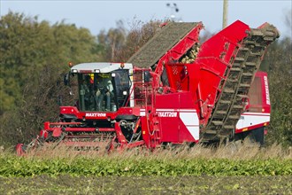 Sugar beet harvesting, sugar beet, harvester, harvester, Sealand, Denmark, Europe