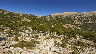 Lassithi, Katharo, Machia, trees, mountains, cloudless blue sky, East Crete, island of Crete,