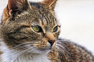 Brown tabby felidae (Felis silvestris catus), resting, looking into the distance, close-up, head,