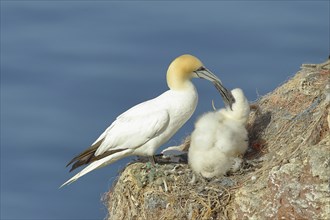 Northern gannet (Morus bassanus), adult feeding the young at the nest, Lummenfelsen, Helgoland